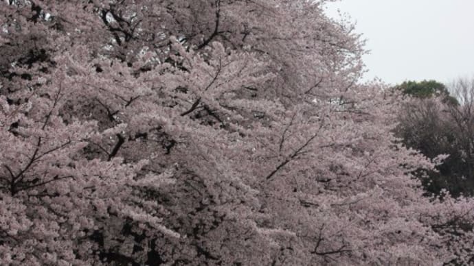 世田谷 砧公園の桜
