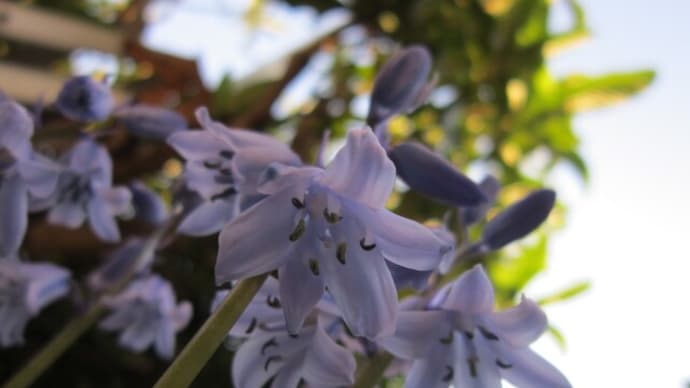 5月上旬の庭の花と最近の行動
