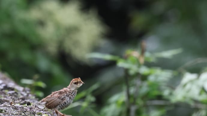 野生動物シリーズ「エゾライチョウ」