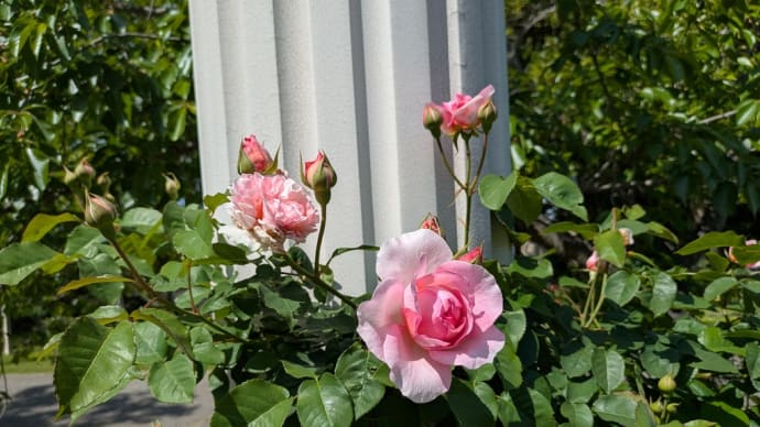 蜻蛉池公園