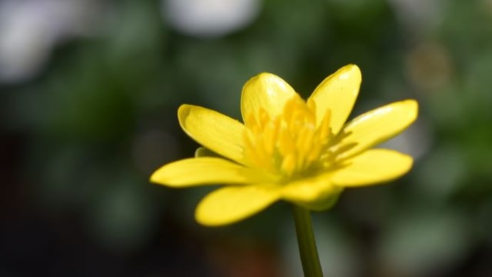 庭で咲く花たち ヒメリュウキンカの花が咲く 5