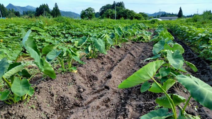 田の草終われば、畑が待ってる!