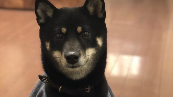 てるてる てぃだ🐶💓