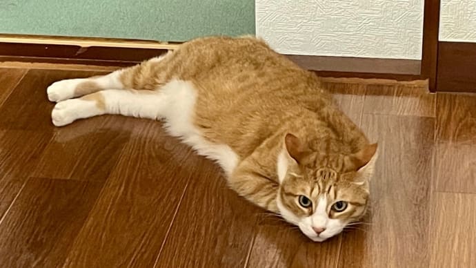 補助具新調の長い道のり