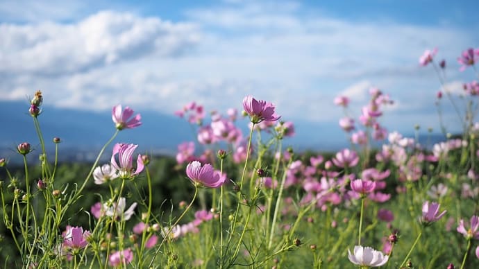 ★秋桜 風に揺れて① 2024