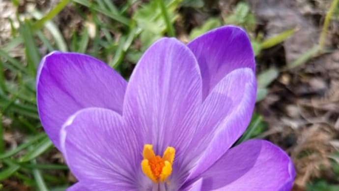 東京新聞  ＜ぎろんの森＞「正しいしつこさ」を貫く