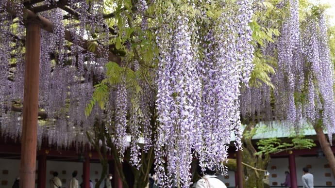 ふじの花狩り　茨城県笠間市　笠間稲荷神社　八重の藤（2）樹齢400年天然記念物