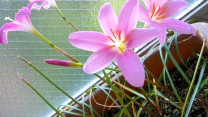 ゼフィランサス　カリナタの花
