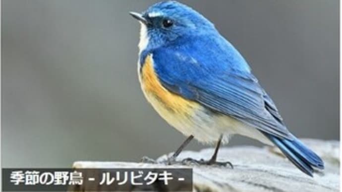 一月最終日