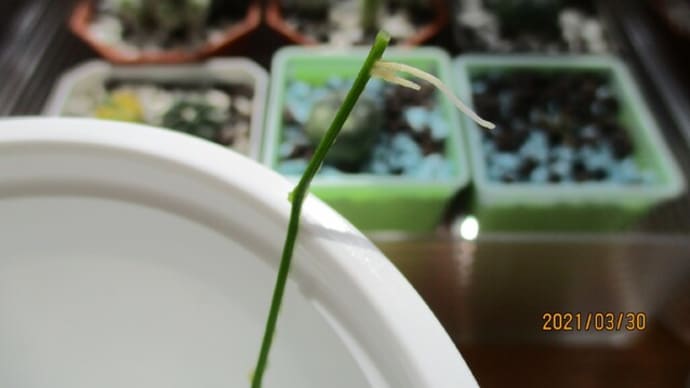 時計草水差し☆発根！