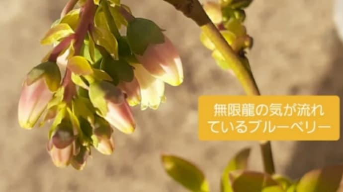 ブルーベリーの花