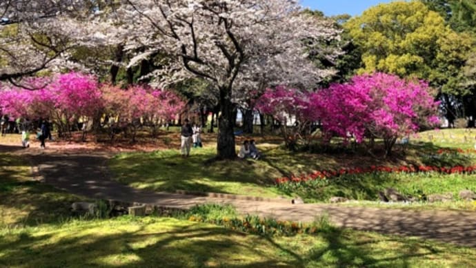 桜とミツバツツジ