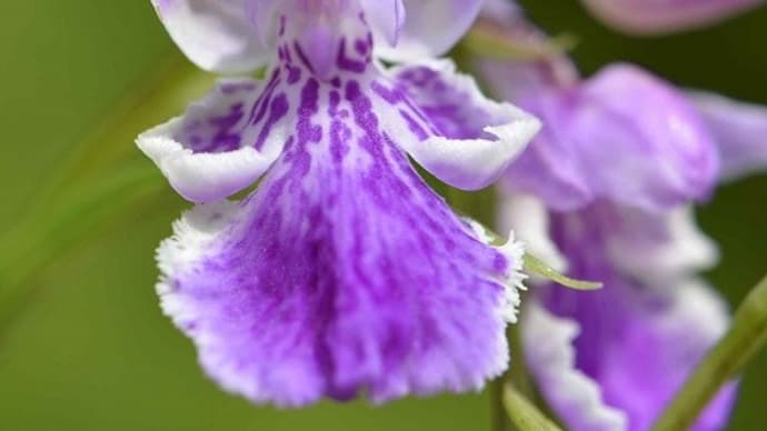 ウチョウランの仲間（５）ウチョウラン長舌花