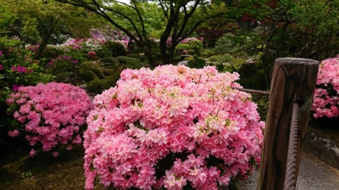 つつじまつりの三室戸寺に参拝その3@2021年4月