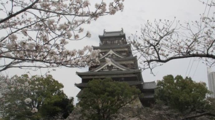 広島の桜は五分咲き!今週末あたりに満開になるようです・・・お弁当とビールを持って出かけたいと思います