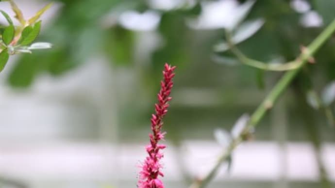 大事にされる花、粗末にされる花の境界は？