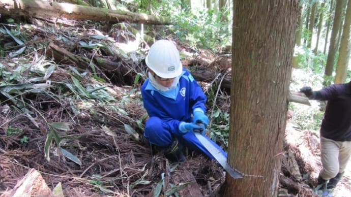 緑の少年団が学校林で間伐を実施