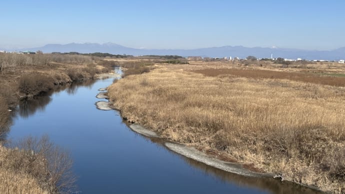 2024大寒 荒川土手に菜の花