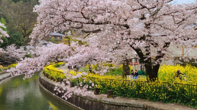 山科疎水 桜と菜の花のコラボ