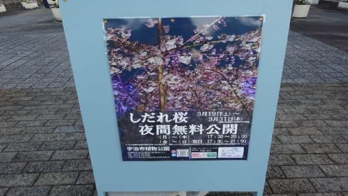宇治植物公園・しだれ桜