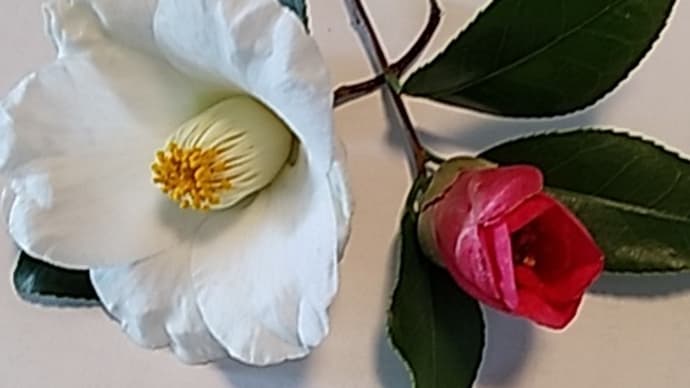 椿の俳句
