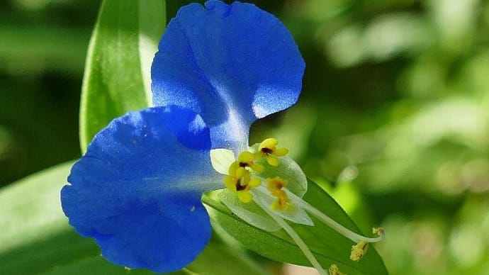 夏の終わり~花色いろいろツユクサ