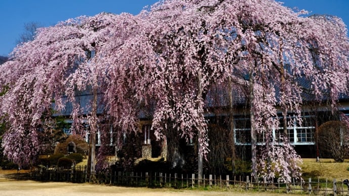 信州桜紀行-長野県飯田市:杵原学校