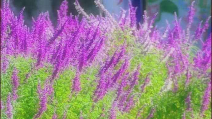 花風景