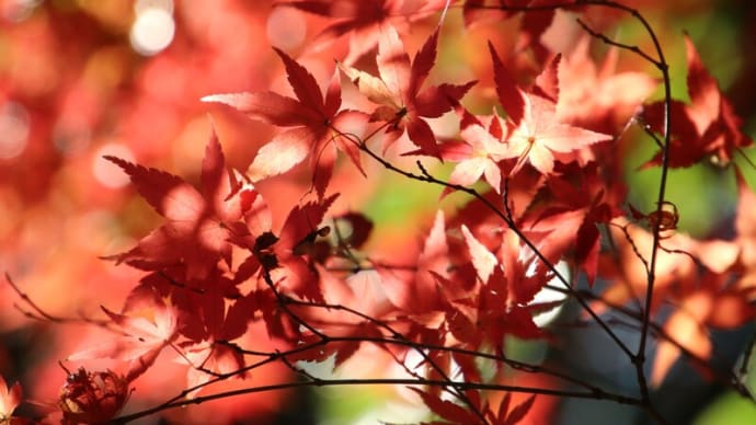 川越大師喜多院の紅葉