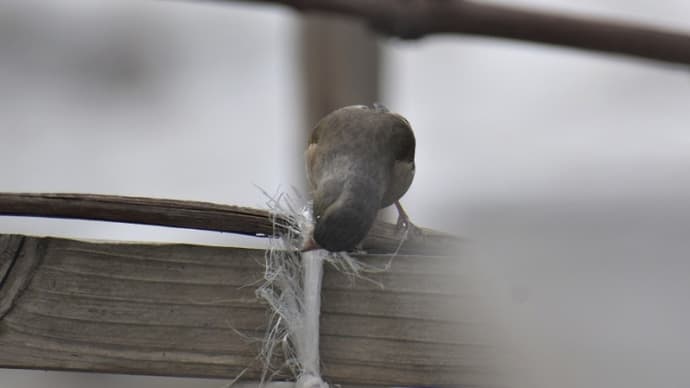 カワラヒワの巣材選び