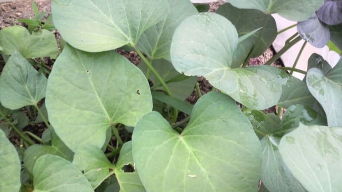 「安納芋の種イモの蔓」「筋っぽい芋の理由」
