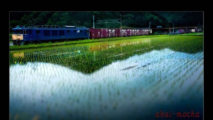 小さな稲と貨物列車