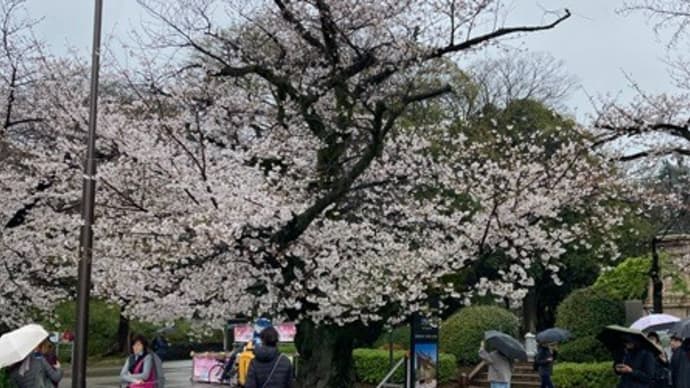 上野の桜見学~池坊東京連合支部いけばな池坊展に出かけました~