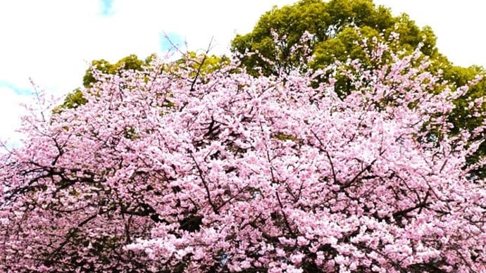 「大寒桜」/上野公園