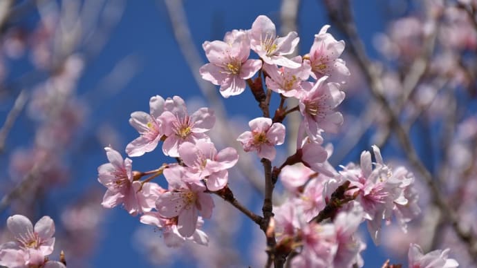 早咲き桜狩り　神奈川県鎌倉市　日比谷花壇大船フラワーセンター（3）啓翁桜（ケイオウサクラ）、彼岸桜（ヒガンザクラ）