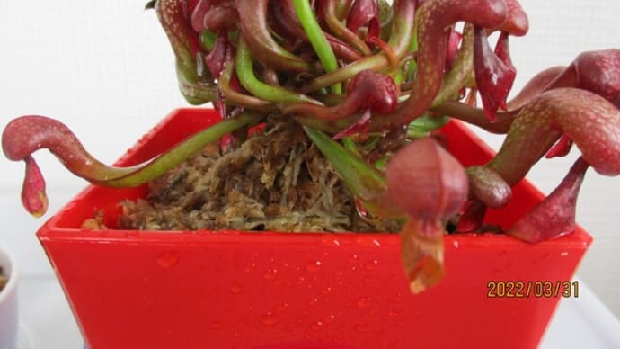 2022☆ダーリングトニア植替え その2