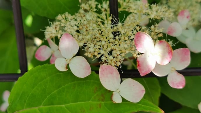 紫陽花散歩