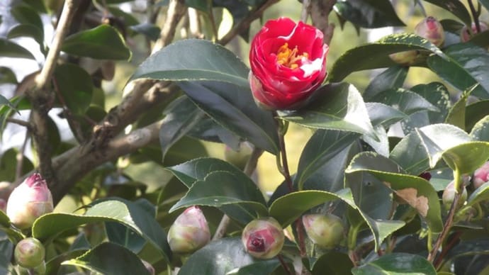 尊敬する先輩のお庭の花の一部です。