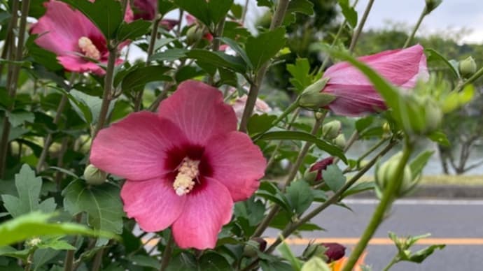 源氏物語の花たち