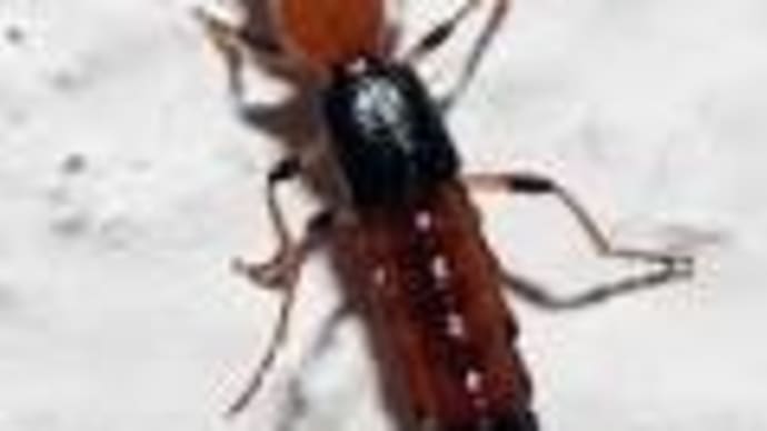「失明の可能性も」謎の炎症起こす“やけど虫”の正体は アオバアリガタハネカクシ