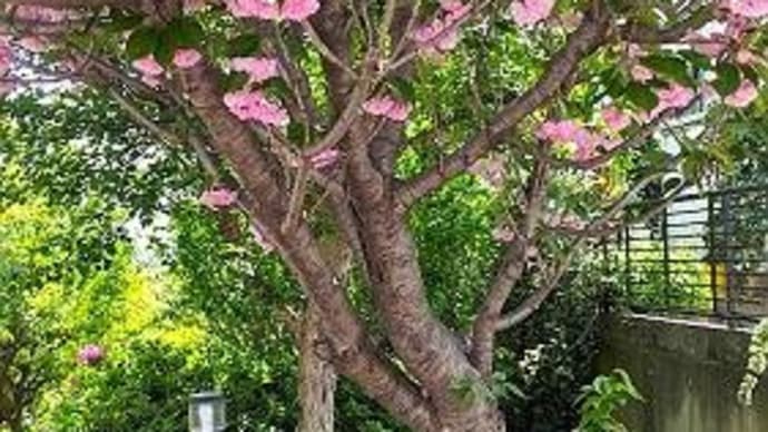 八重桜とコデマリ
