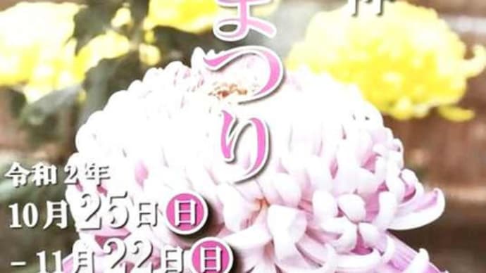 亀戸天神の菊まつり予告です!