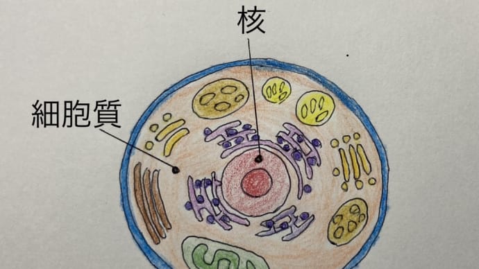 炎症⑤