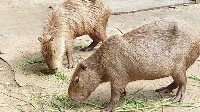 大宮公園小動物園