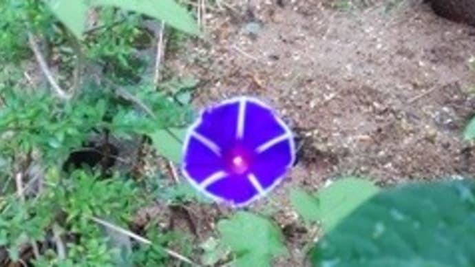 食べ蒔きピーマンの花 朝顔 ハンゲショウ