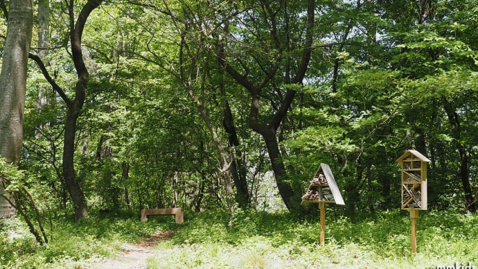 貝母の種がたくさんなっています。球根の移植作業の準備。ホタルカズラ、ヤマツツジ、コバノガマズミ、シナノタンポポ、クサノオウ、ギンラン（妻女山里山通信）