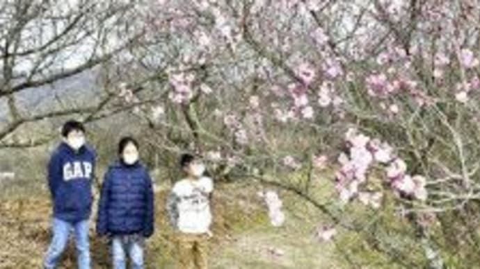 愛媛県砥部町七折の梅の花　2022年2月23日（水）