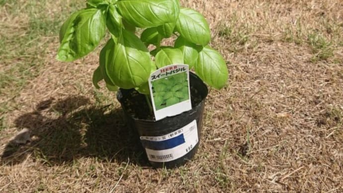 今頃バジル苗定植した