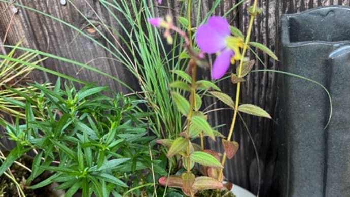 苔玉の花が咲き出した、梅雨空の中の散歩
