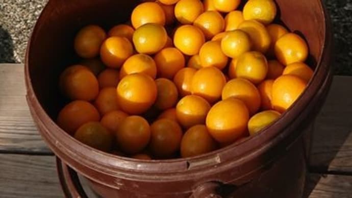 金柑甘露煮、片付けははかどらない??